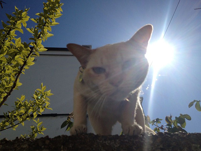 Scary pet faces: cat on a wall
