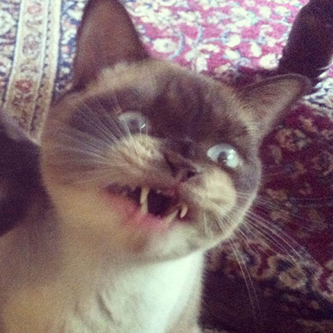 Scary pet faces: scary cat face