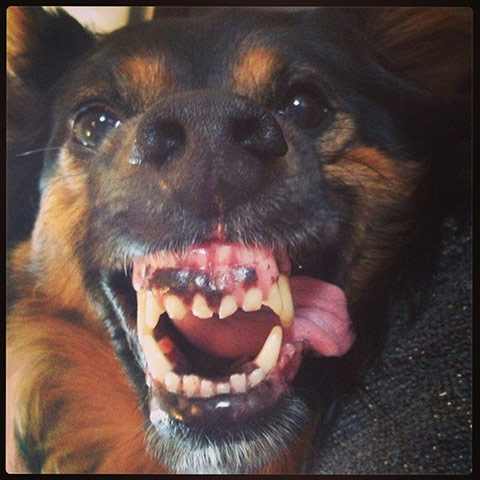Scary pet faces: scary dog face