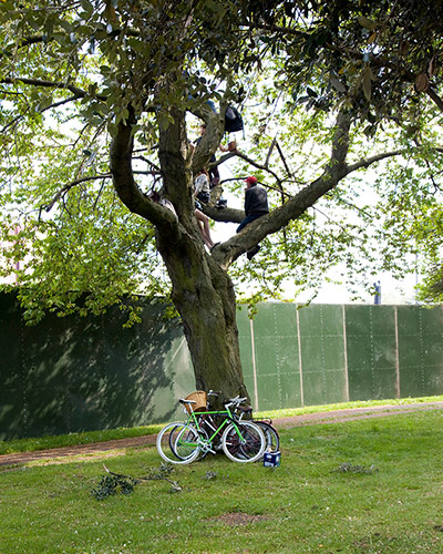 Big Picture - Peeking: bicycle against tree in front of hoarding