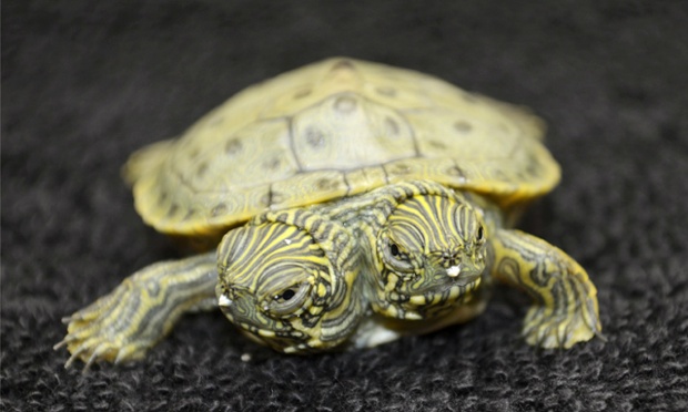 Thelma and Louise, a two-headed Texas cooter turtle, was one of several Texas cooters born this month at San Antonio zoo but the only one with two heads. The unusual turtle will go on display on  Thursday at the zoo's Friedrich Aquarium.