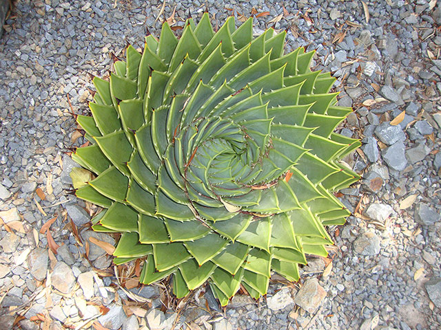 Your Pictures - Zoom: close up of cactus