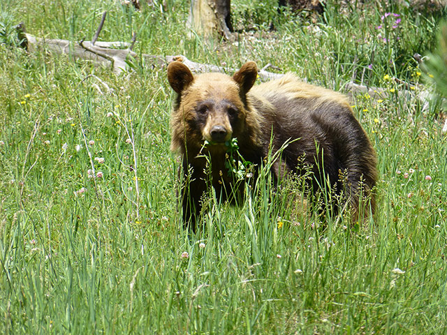 Your Pictures - Zoom: grizzly bear in grass