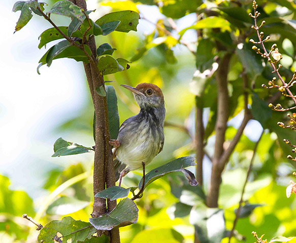 Week in Wildlife: Cambodian tailorbird
