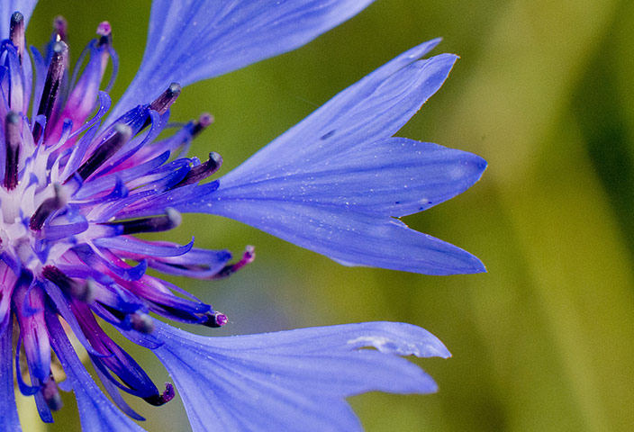 Week in Wildlife: Cornflower