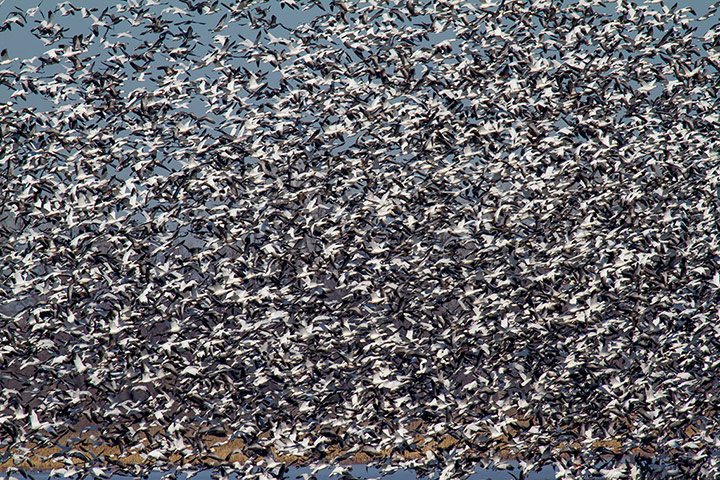 Week in Wildlife: Over 1 Million Snow Geese Migrate To Arctic Tundra