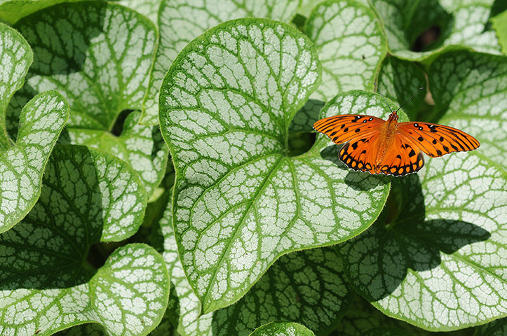 Week in Wildlife: A Gulf Fritillary butterfly