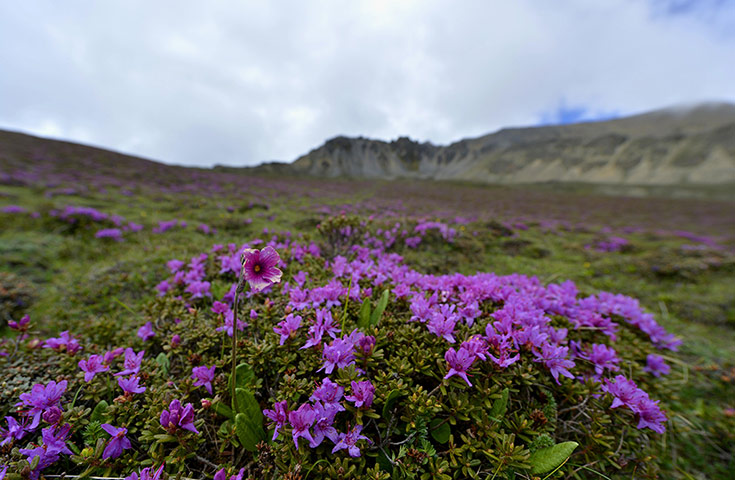 Week in Wildlife: Alpine azalea flowers blossom at a valley of Yadong County, Tibe