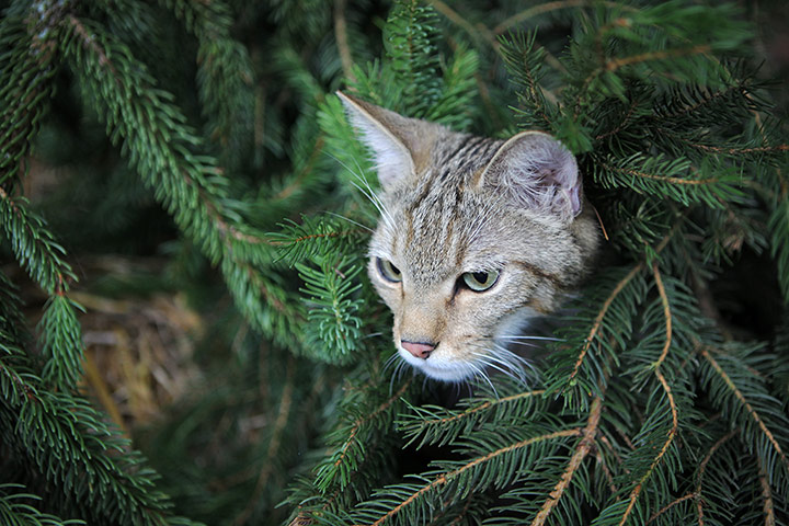 Week in Wildlife: Wildcats reintroduced to the wild