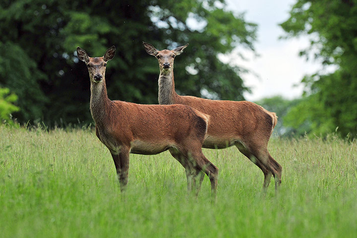 Week in wildlife: Summer weather June 25