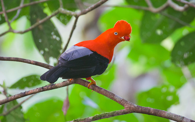 Week in wildlife: Cock of the Rock Bird