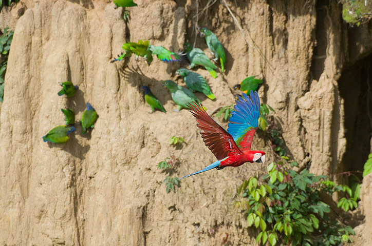 Week in wildlife: Parrots and Macaws at the Clay Lick