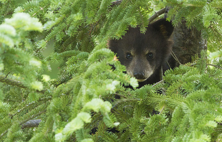 Week in wildlife: American black bear cub hides in a tree at Parc Omega in Quebec