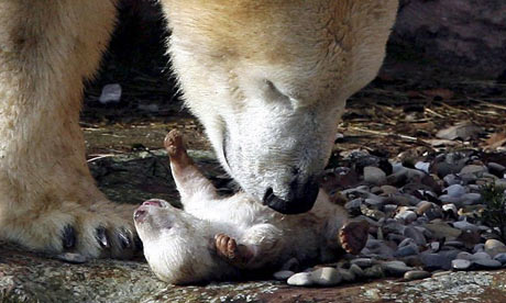 Polar bear Vera with cub in Nuremberg zoo