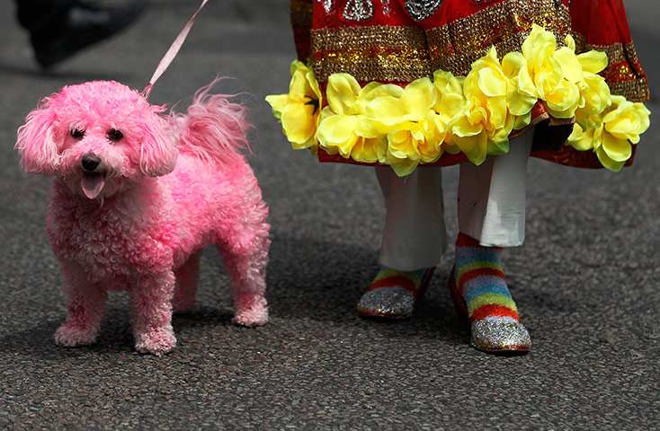 London Pride: A participant poses with a  dog dyed pink