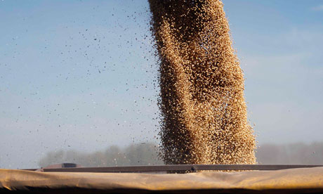 Soybeans are loaded onto a truck 