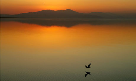 bird at sunset