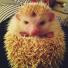 Tiny pets: albino pygmy hedgehog