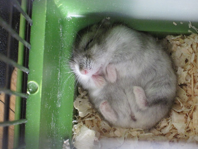 Tiny pets: sleeping hamster