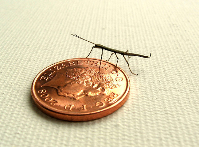 Tiny pets: stick insect penny
