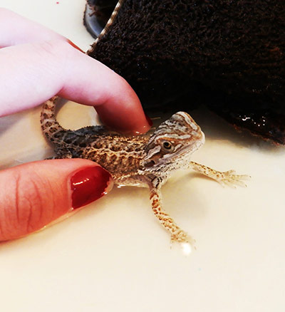 Tiny pets: baby bearded dragon