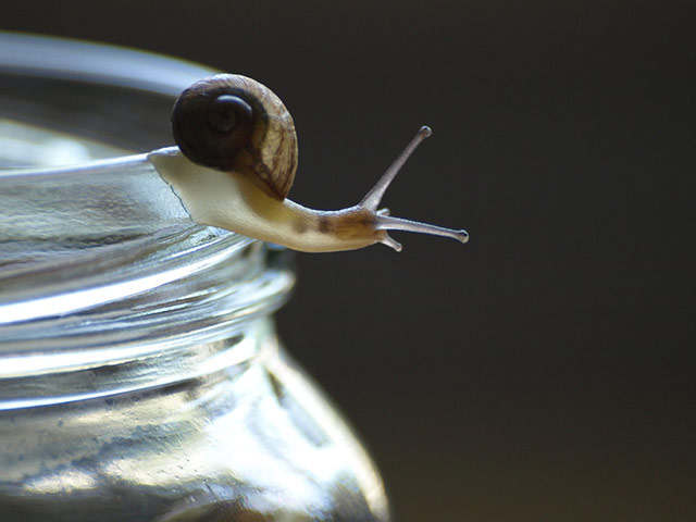 Tiny pets: baby snail