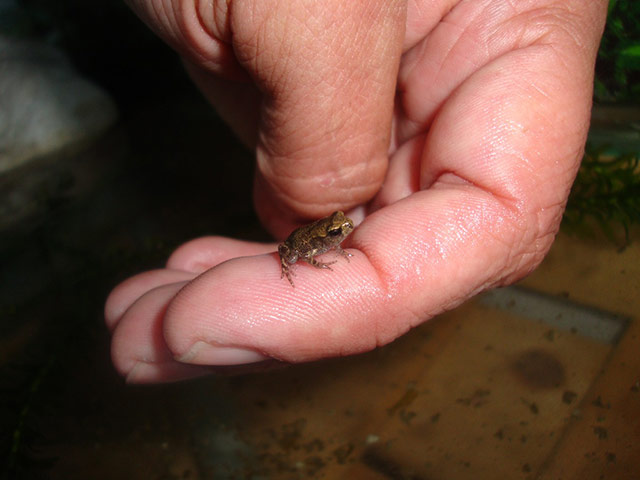 Tiny pets: tiny frog