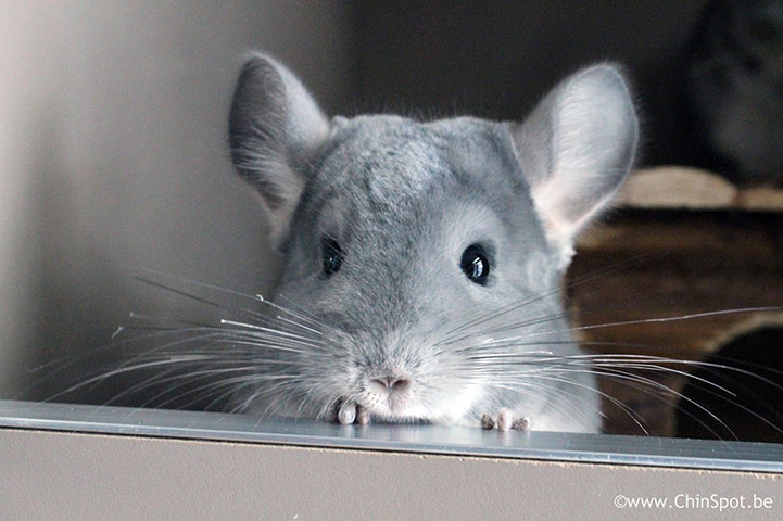 Tiny pets: violet chinchilla