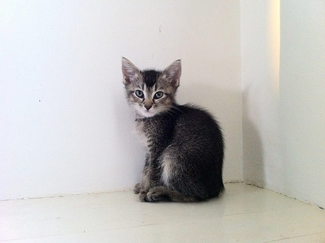 Tiny pets: 8 week old cat