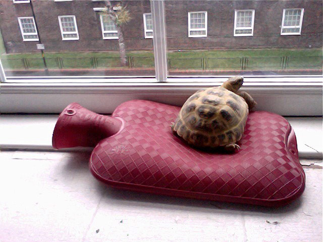 Tiny pets: tortoise hot water bottle
