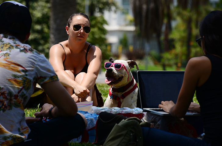 weekend in pictures: Los Angeles, USA: A boxer pitbull mix wears sunglasses in Echo Lake Park