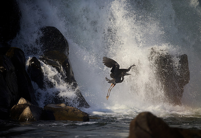 weekend in pictures: Oregon, USA: A great blue heron takes flight at the base of the Willamette 