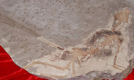 The wonderfully bizarre little Epidexipteryx replete with its unique tail feathers