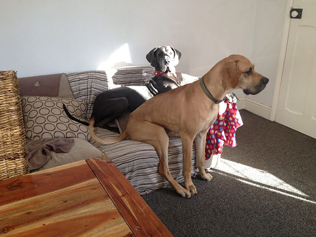 Enormous pets: big dog on sofa
