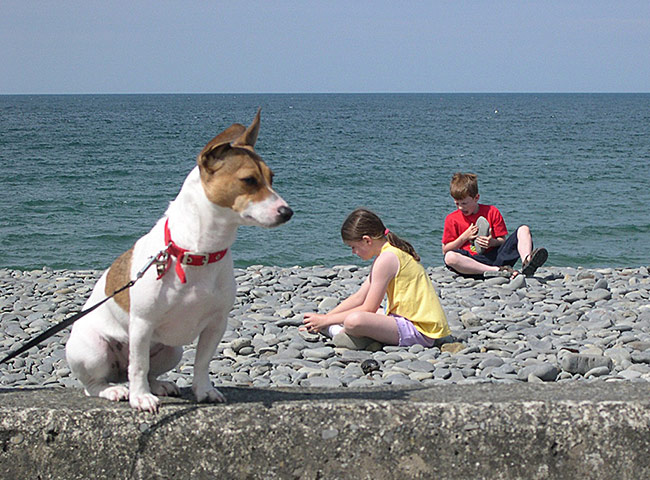 Enormous pets: giant jack russell