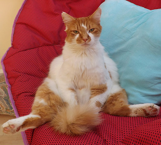Enormous pets: cat sitting on chair