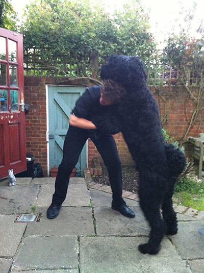 Enormous pets: russian black terrier