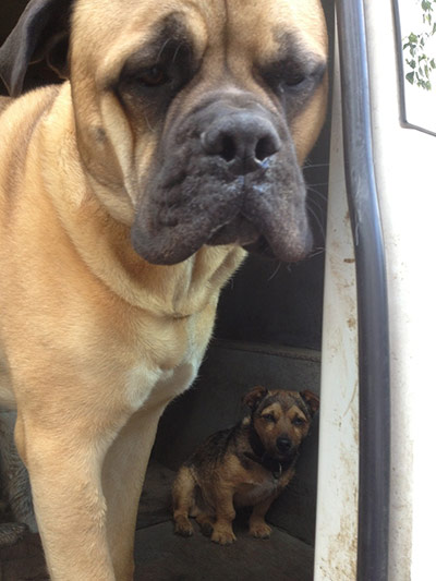 Enormous pets: big dog small dog