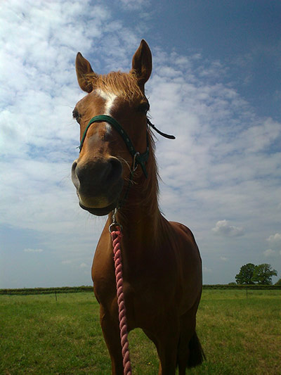 Enormous pets: maia the horse