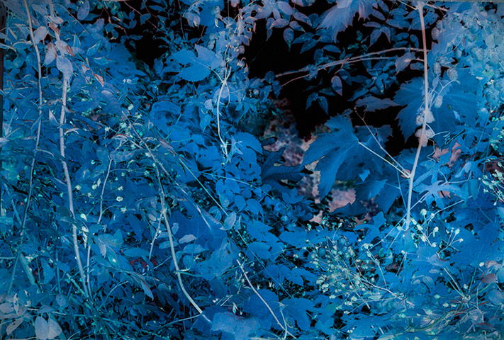 Hey, Charlie: Vine, Rose and Hop at Bedroom Window, 2012