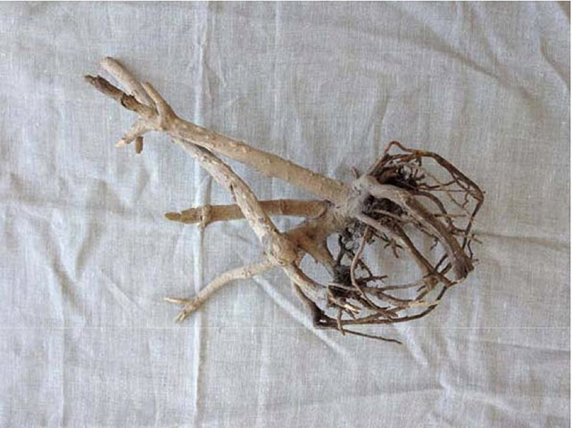 Damián Ortega: Damián Ortega