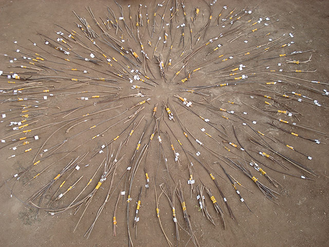 Damián Ortega: Damián Ortega