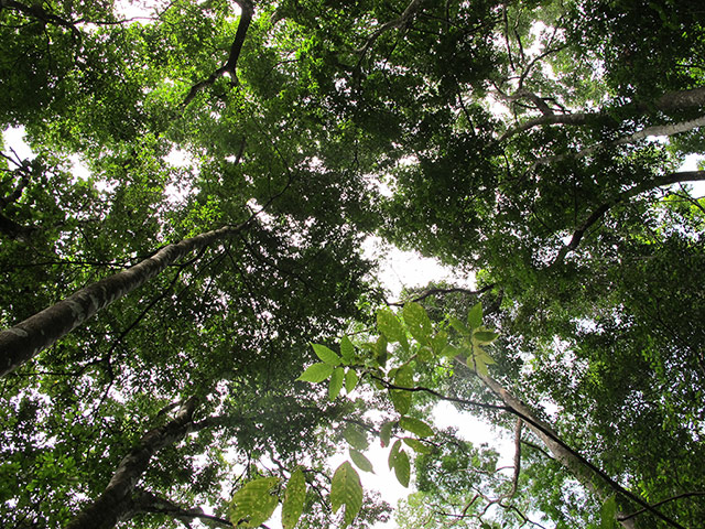 Damián Ortega: Damián Ortega