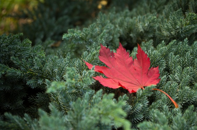 A hidden gem in the Dandenongs, the Pirianda Gardens. Rare plants and beautiful sloping lawns