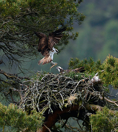 Week in wildlife: A female Osprey nicknamed 'Lady' receives a fish from her male partner