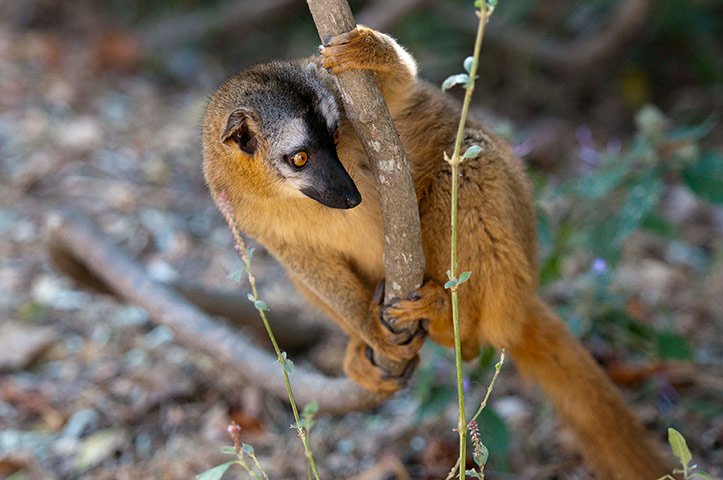 Week in wildlife: a lemur at Isalo National Park in the Ihorombe region,  Madagascar