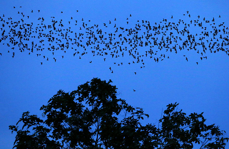 Week in wildlife: Millions of bats take off from their home inside Tham Khangkhao cave