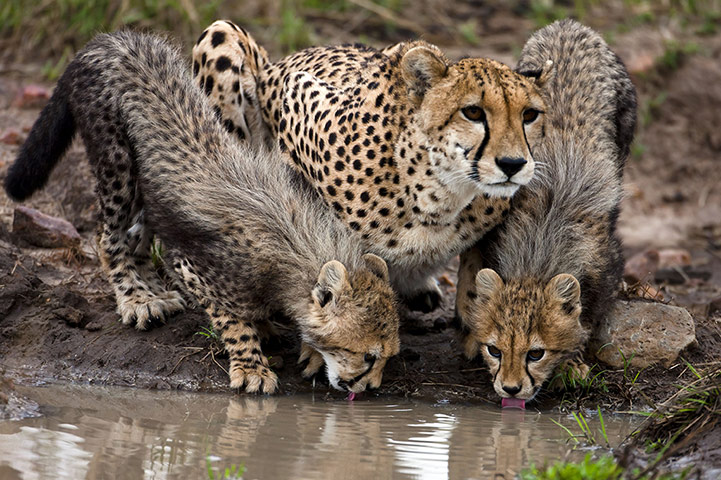 Week in wildlife: Paul Goldstein wildlife drinking images - Apr 2013