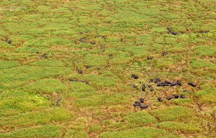 Week in wildlife: A herd of over 70 elephants walk in a remote area of South Sudan