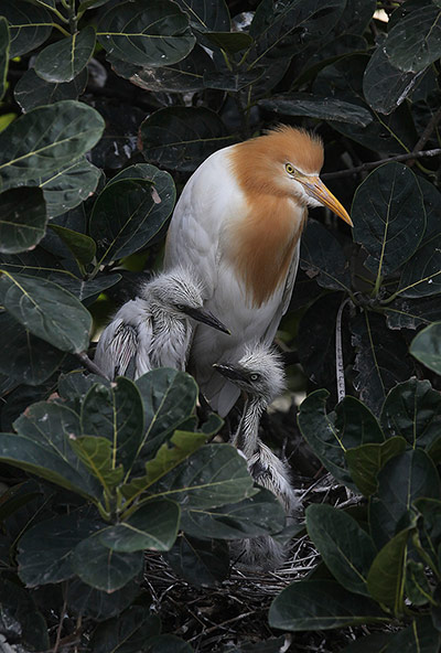 Week in wildlife: An egret sits with its babies on a tree , Gauhati, India